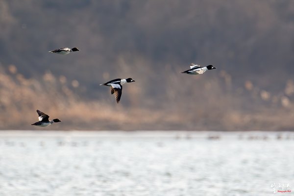 흰뺨오리
