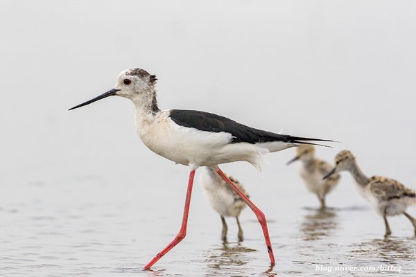 장다리물떼새
