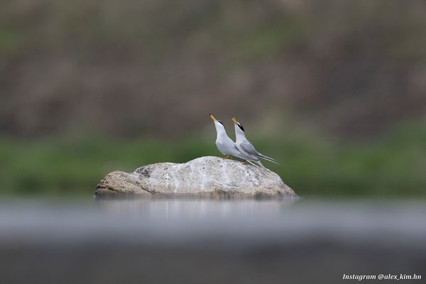 쇠제비갈매기