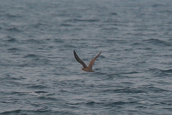 붉은발슴새