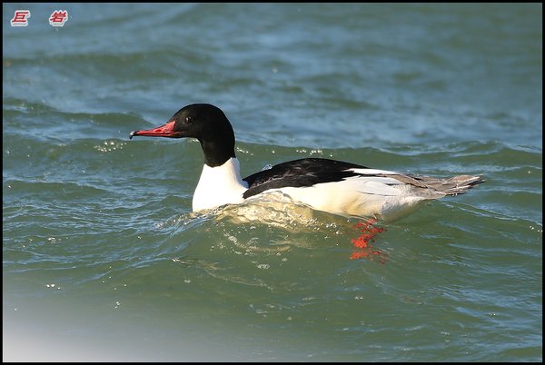 비오리