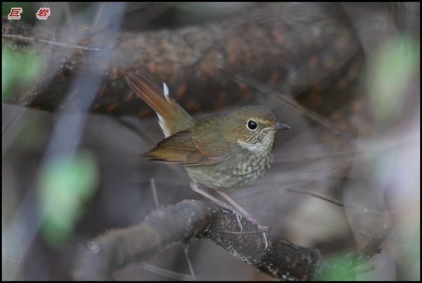 울새