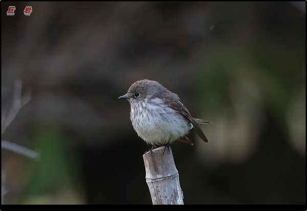 솔딱새