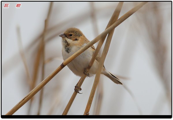 북방검은머리쑥새
