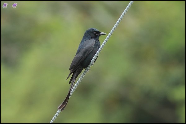 검은바람까마귀