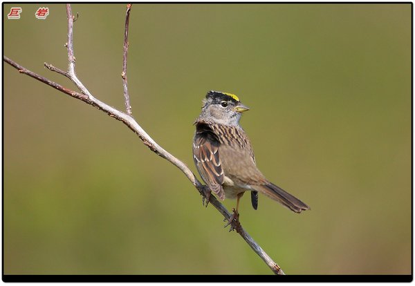 노랑정수리북미멧새(Golden-crowned Sparrow)