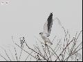 Black-winged Kite...