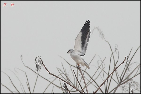 Black-winged Kite(미...