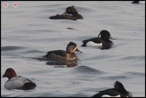 Ring-necked Duck