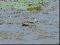 Cotton Pygmy Goose