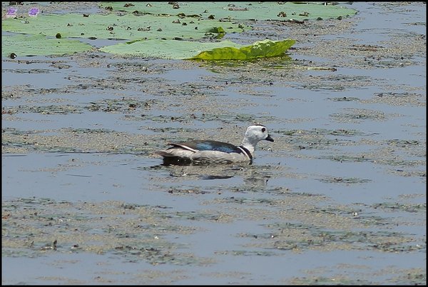 Cotton Pygmy Goose