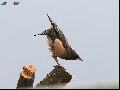 분홍찌르레기 (Rosy Starling)
