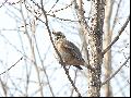 붉은날개지빠귀(Redwing)