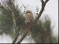 Isabelline shrike