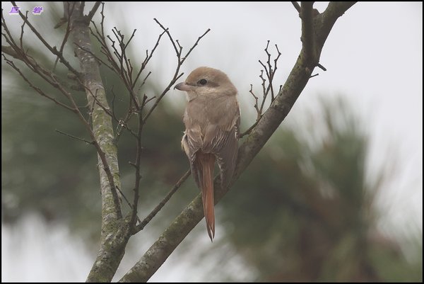 Isabelline shrike