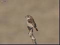 Red-tailed Shrike...