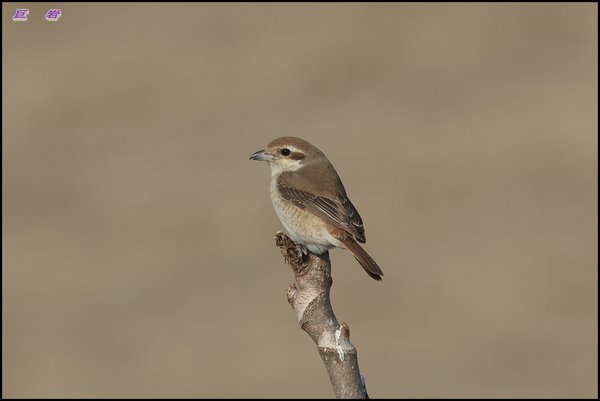 Red-tailed Shrike...