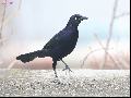 Great_tailed_Grackle