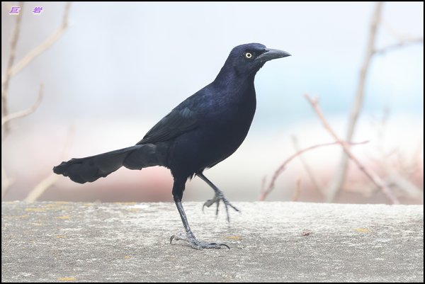Great_tailed_Grackle