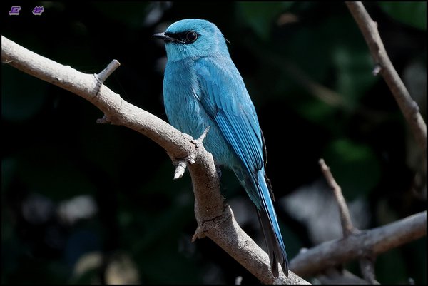 파랑딱새(Verditer Fly...