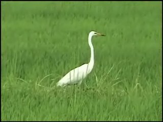 중대백로