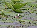 Cotton Pygmy Goose