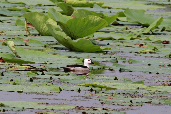 Cotton Pygmy Goose
