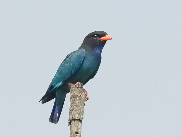 파랑새