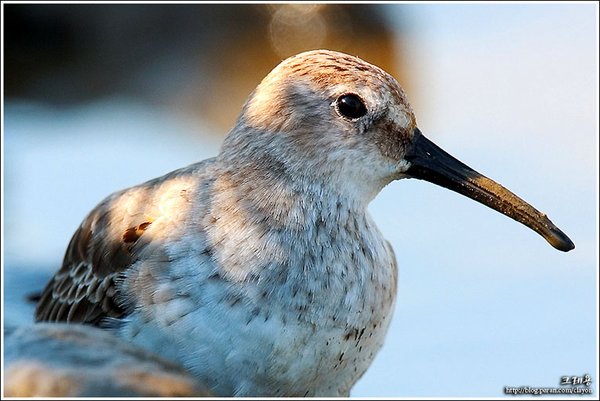 민물도요
