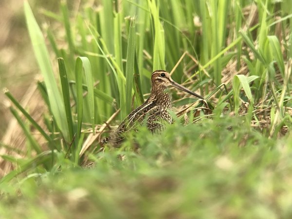 바늘꼬리도요