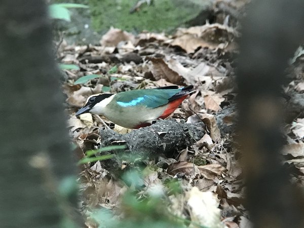 팔색조