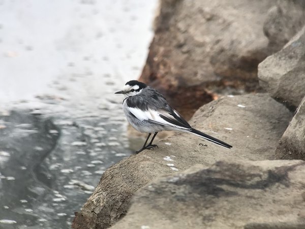 백할미새