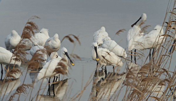 노랑부리저어새