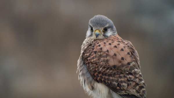 황조롱이