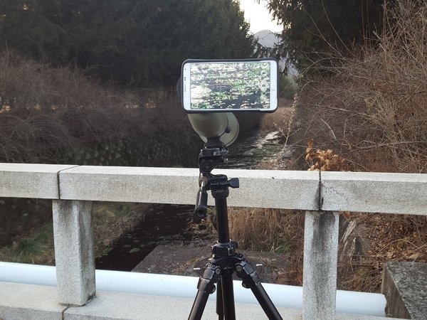 청도요