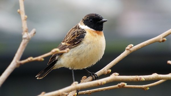 검은딱새