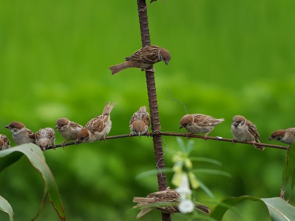 참새