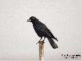 큰부리까마귀
