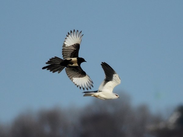 Black-winged Kite  미등록(미기록)종