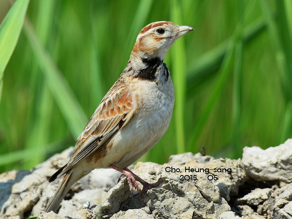 큰흰날개종다리  Mongolian  Lark  미등록(미기록)