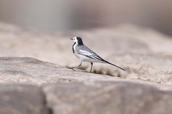 시베리아알락할미새