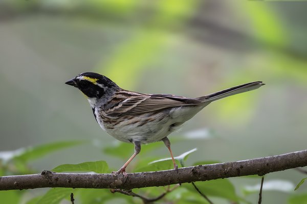 노랑턱멧새