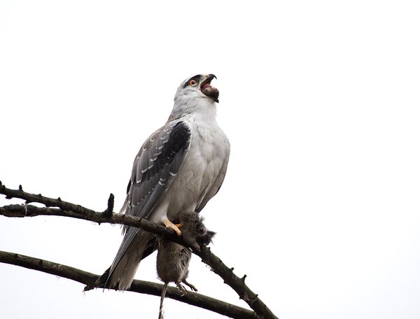 검은어깨매 (Black-winged Kite)