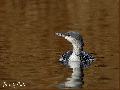 아비[red-throated loon]