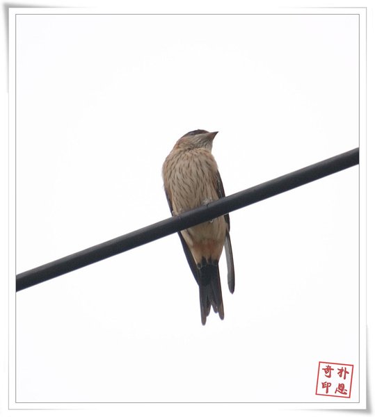 귀제비