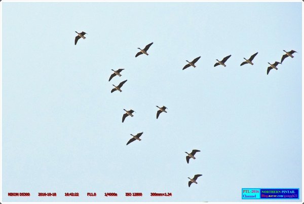 큰기러기(이동 대열2)