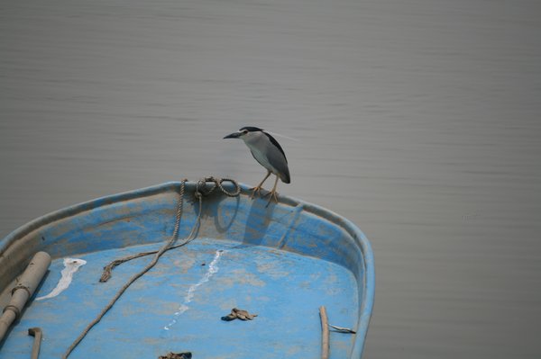 해오라기