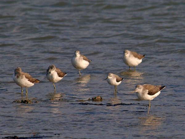 쇠청다리도요