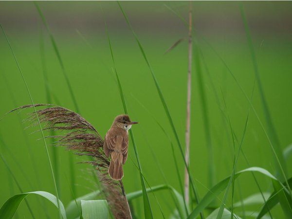 개개비