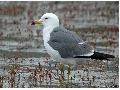 괭이갈매기